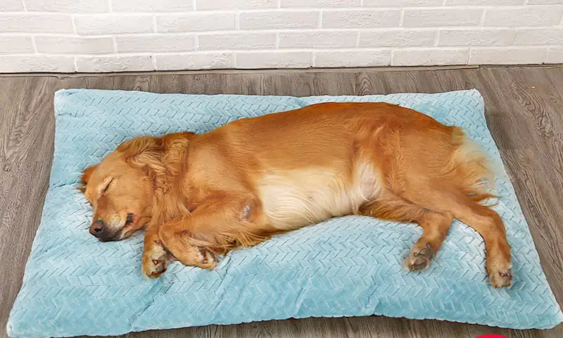 Long Warm Plush Slumber Pillow with Quilted Base - 4 Sizes